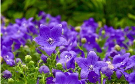 桔梗 風水|桔梗（キキョウ）の花言葉や由来｜色別（紫色・青色 